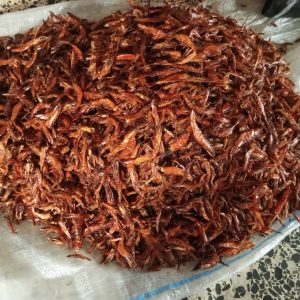 Dried shrimps